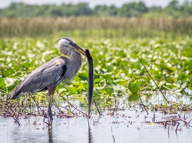 Wordless Wednesday: Breakfast on the Lake