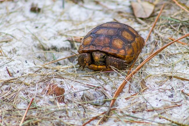 Turtle on the Trail (2)