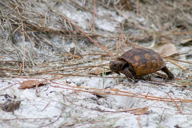Turtle on the Trail (4)