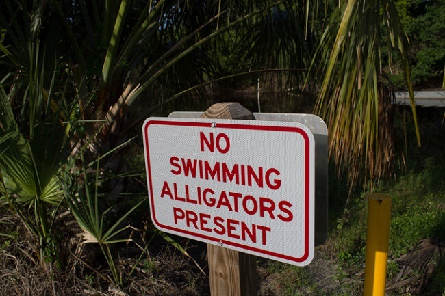 alligators present