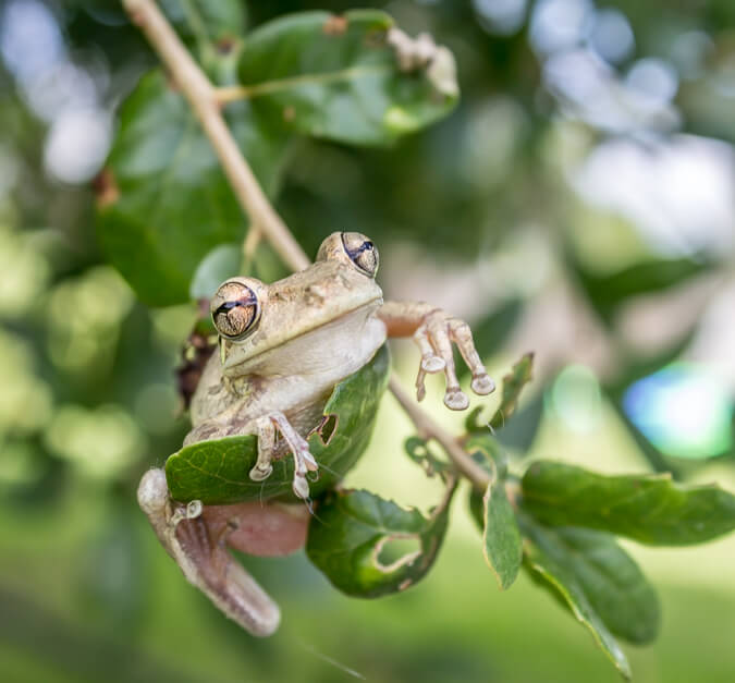 frog invader (11)