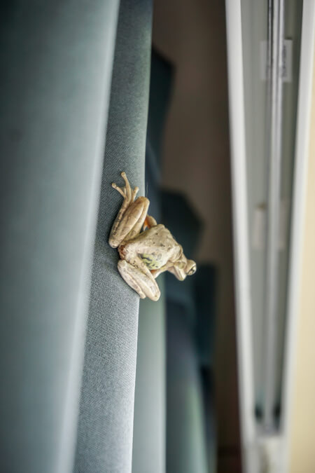 frog invader (4)