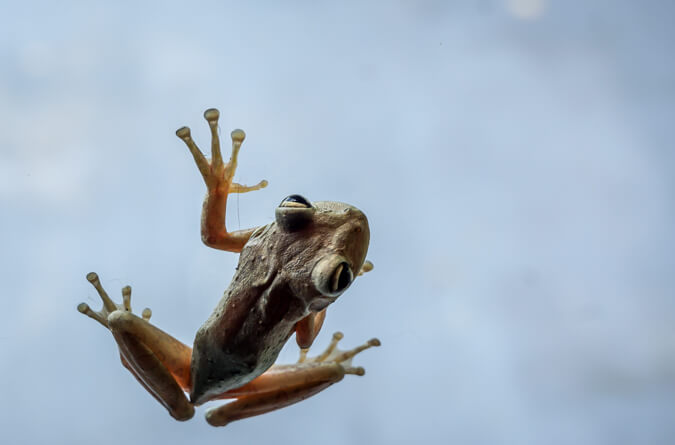frog invader (6)