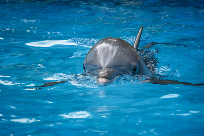 dolphin nursery (4)